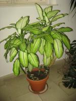 Dieffenbachia seguine