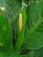 Dieffenbachia seguine