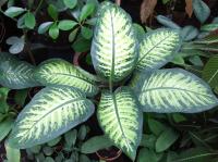 Dieffenbachia seguine