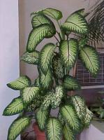 Dieffenbachia seguine