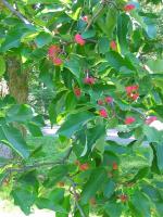 Arbre à cornichons