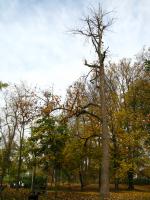 Arbre à cornichons