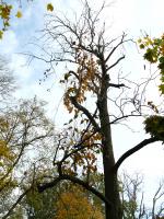 Arbre à cornichons