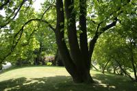 Arbre à cornichons