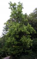 Arbre à cornichons