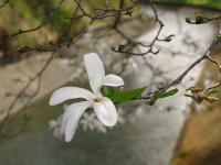 Magnolia de Kobé