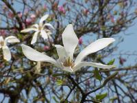 Magnolia de Kobé