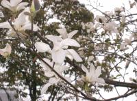 Magnolia de Kobé