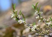 Cerisier des sables