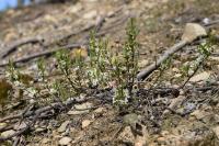 Cerisier des sables