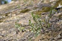 Cerisier des sables