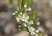 Cerisier des sables