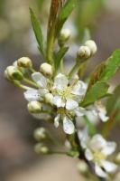 Cerisier des sables