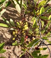 Cerisier des sables