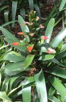 Guzmania gloriosa