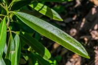 Magnolia insignis