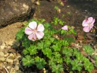 Géranium de Dalmatie