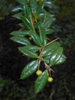 Épine-vinette à feuilles pâles