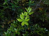 Épine-vinette à feuilles pâles