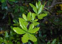 Épine-vinette à feuilles pâles