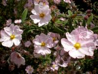 Ciste à petites fleurs