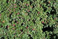 Cotoneaster à petites feuilles