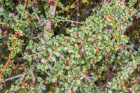 Cotoneaster à petites feuilles