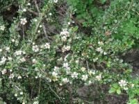 Cotoneaster à petites feuilles