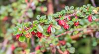 Cotoneaster à petites feuilles