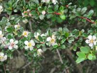 Cotoneaster à petites feuilles