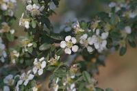 Cotoneaster à petites feuilles