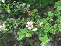 Cotoneaster à petites feuilles