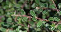 Cotoneaster à petites feuilles