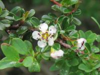 Cotoneaster à petites feuilles