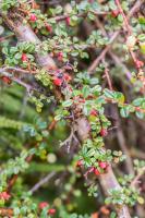 Cotoneaster à petites feuilles