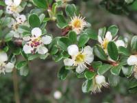 Cotoneaster à petites feuilles