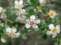 Cotoneaster à petites feuilles