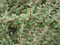 Cotoneaster à petites feuilles