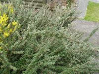 Cotoneaster à petites feuilles