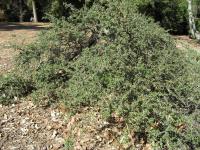 Cotoneaster à petites feuilles