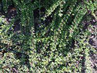 Cotoneaster à petites feuilles