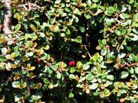 Cotoneaster à petites feuilles