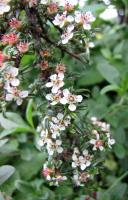 Cotoneaster à petites feuilles