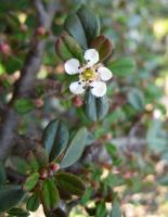 Cotoneaster à petites feuilles