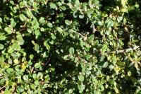 Cotoneaster à petites feuilles