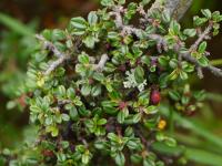 Cotoneaster à petites feuilles