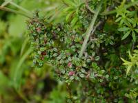 Cotoneaster à petites feuilles