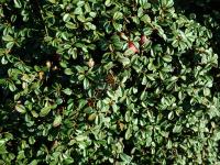 Cotoneaster à petites feuilles