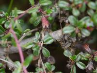 Cotoneaster à petites feuilles