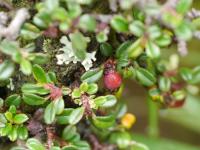 Cotoneaster à petites feuilles